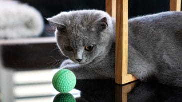 male-basketball-cat-names