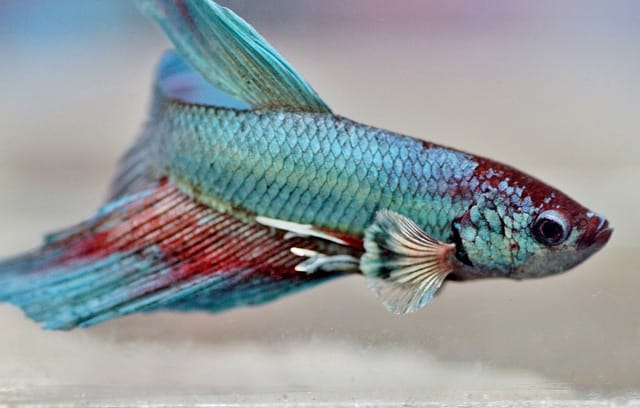 male-betta-fish-names-01