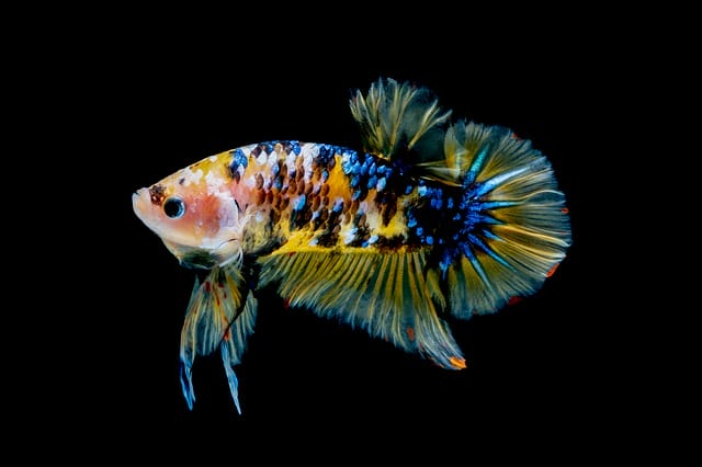 male-betta-fish-names
