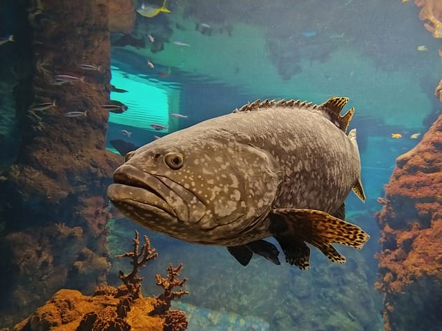 male-big-fish-names