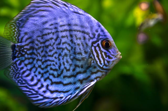 male-blue-fish-names