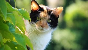 male-cat-names-ending-in-a-1