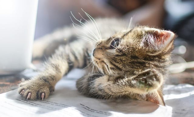 male-cat-names-ending-in-y-01