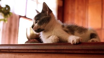 male-cat-names-ending-in-y