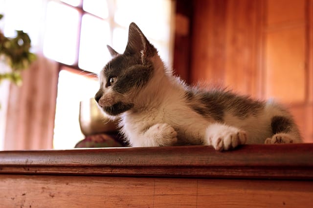 male-cat-names-ending-in-y