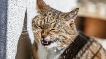 male-cat-names-meaning-blessing