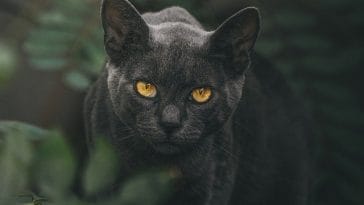 male-cat-names-meaning-dark