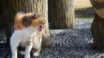 male-cat-names-meaning-fighter