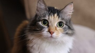 male-cat-names-meaning-lucky