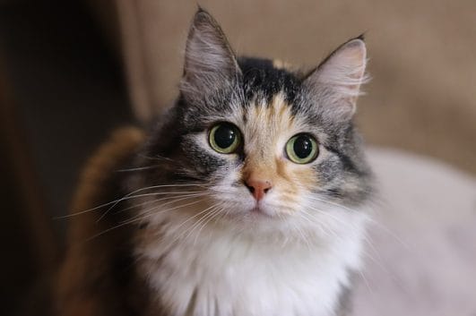 discover-cat-names-at-meowplaygrounds