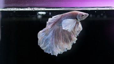 male-funny-fish-names