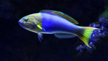 male-indian-fish-names