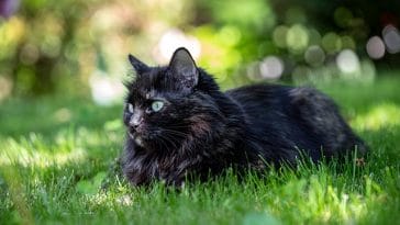male-japanese-black-cat-names