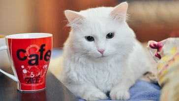 male-korean-cat-names-for-white-cats