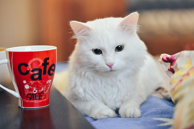 male-korean-cat-names-for-white-cats