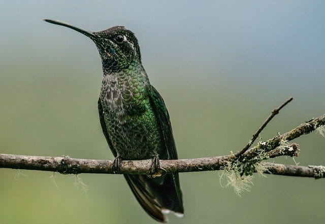 male-mexican-bird-names