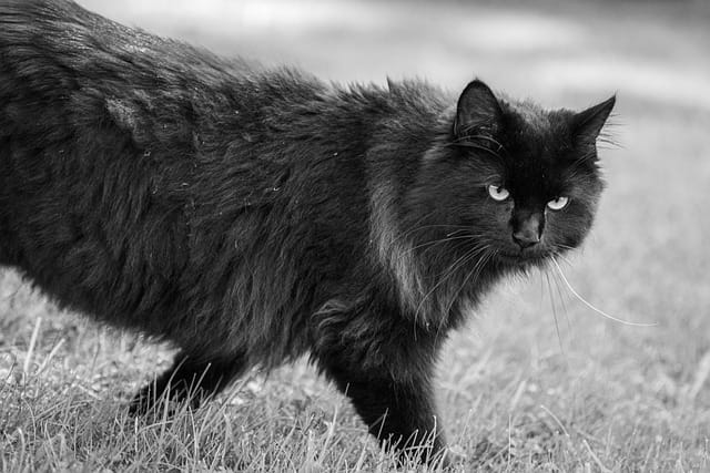 male-one-syllable-cat-names-02