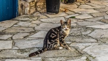 male-one-syllable-cat-names