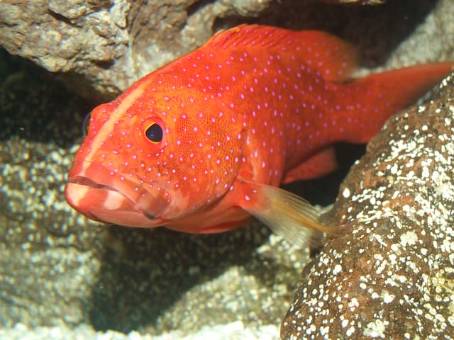 male-orange-fish-names