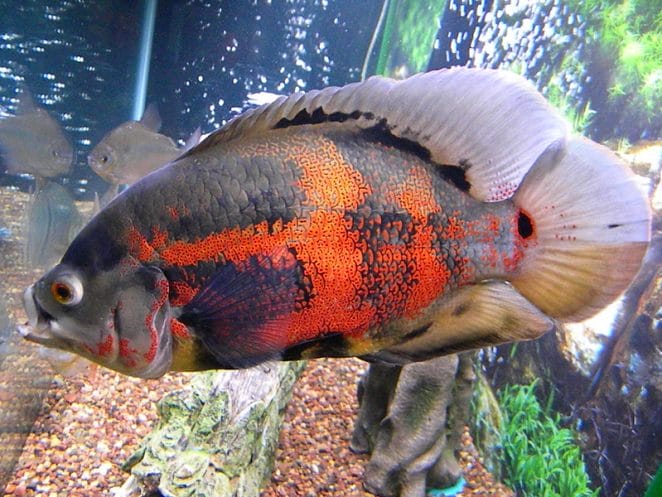 male-oscar-fish-names