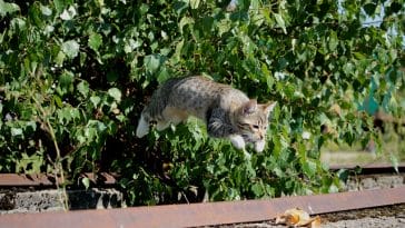 male-sailor-moon-cat-names