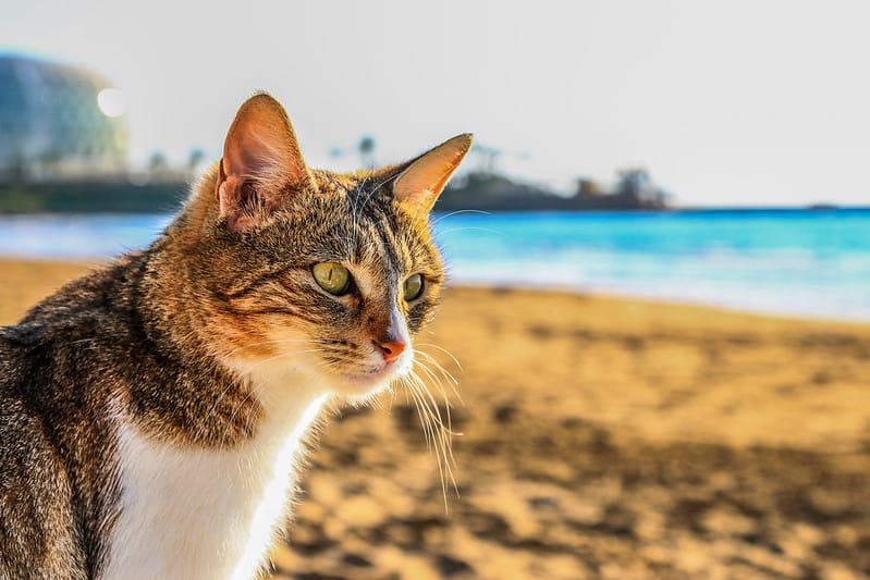 male-saltwater-cat-names