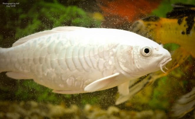 male-white-fish-names-01