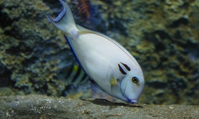 male-white-fish-names