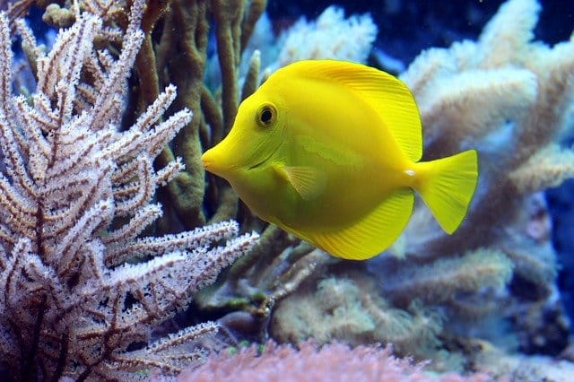 male-yellow-fish-names