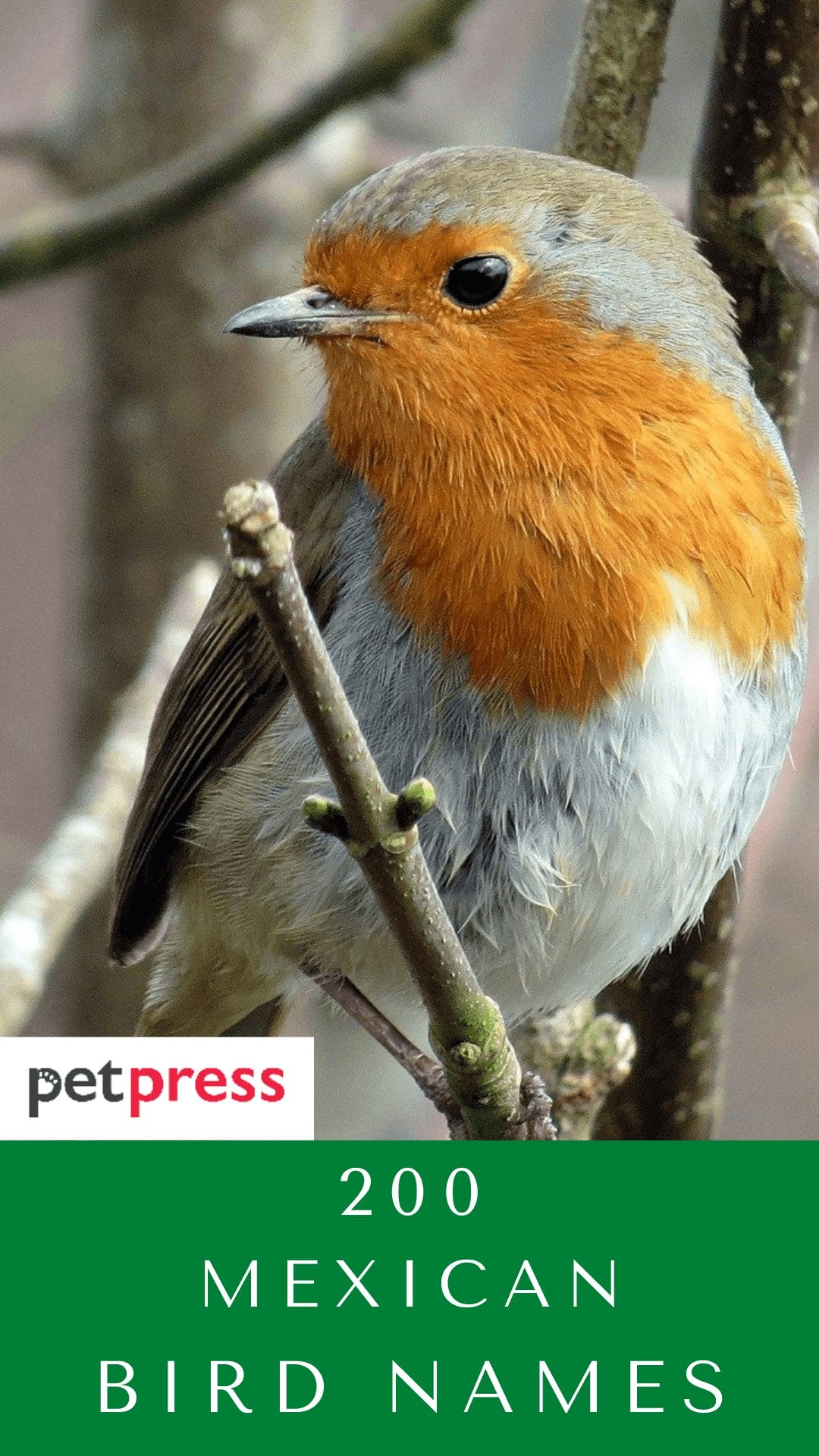 Mexican Bird Names For Pets