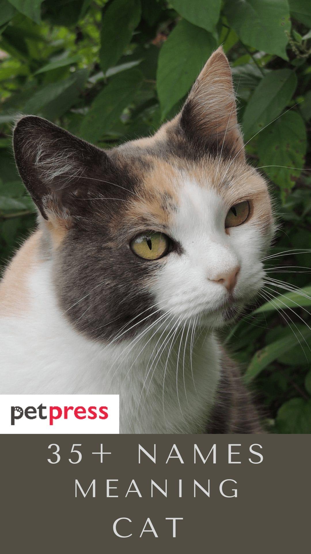 35+ Best Names Meaning Cat For Your Male And Female Kitten