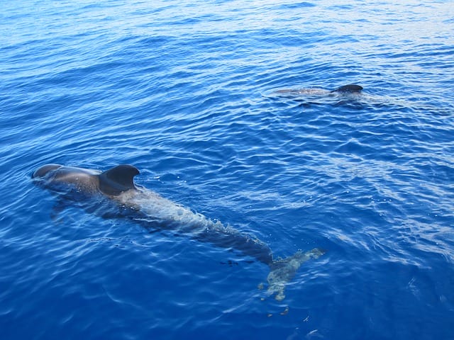 ocean-big-fish-names