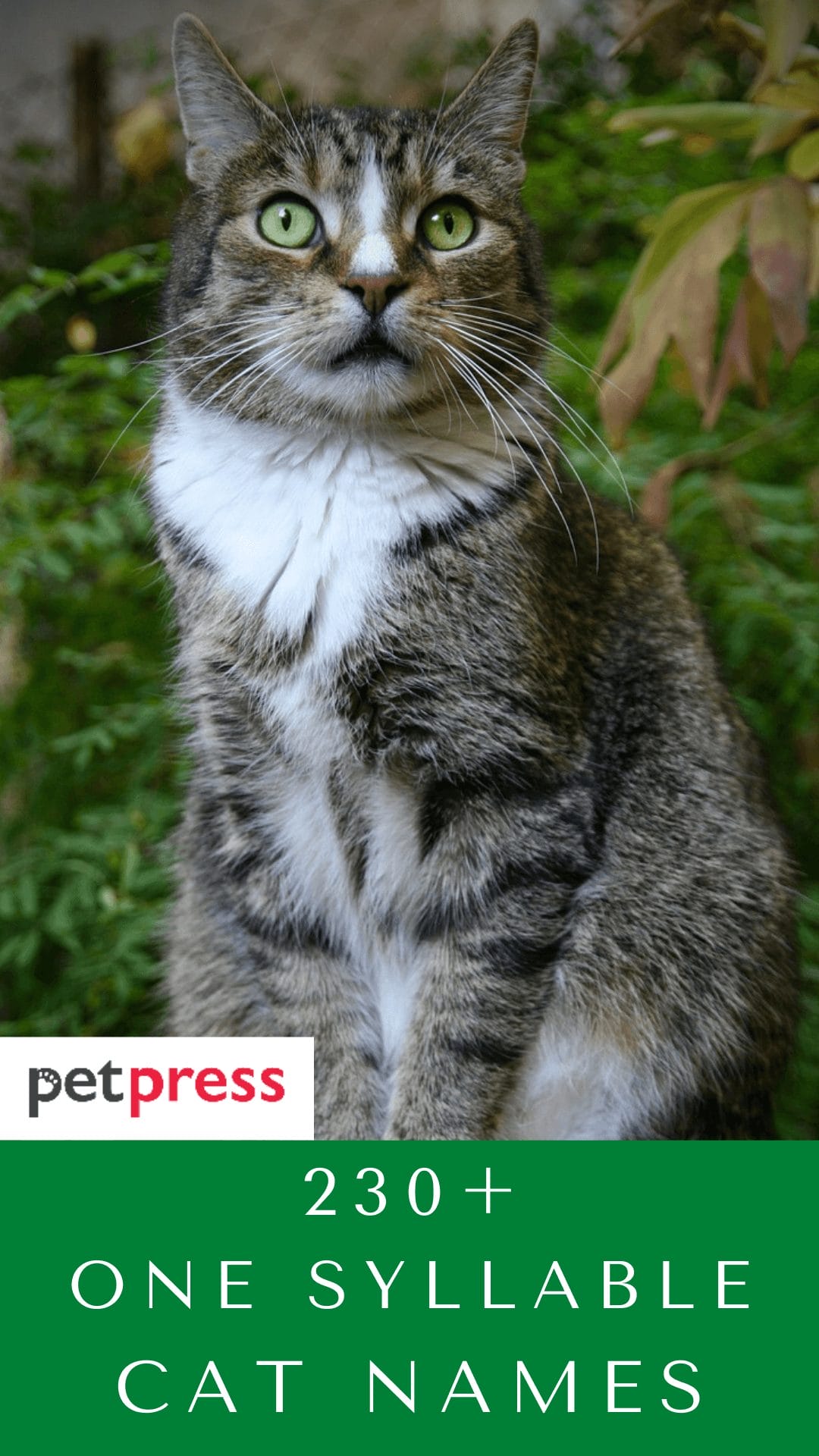 230+ One Syllable Cat Names For Both Male And Female Kitten