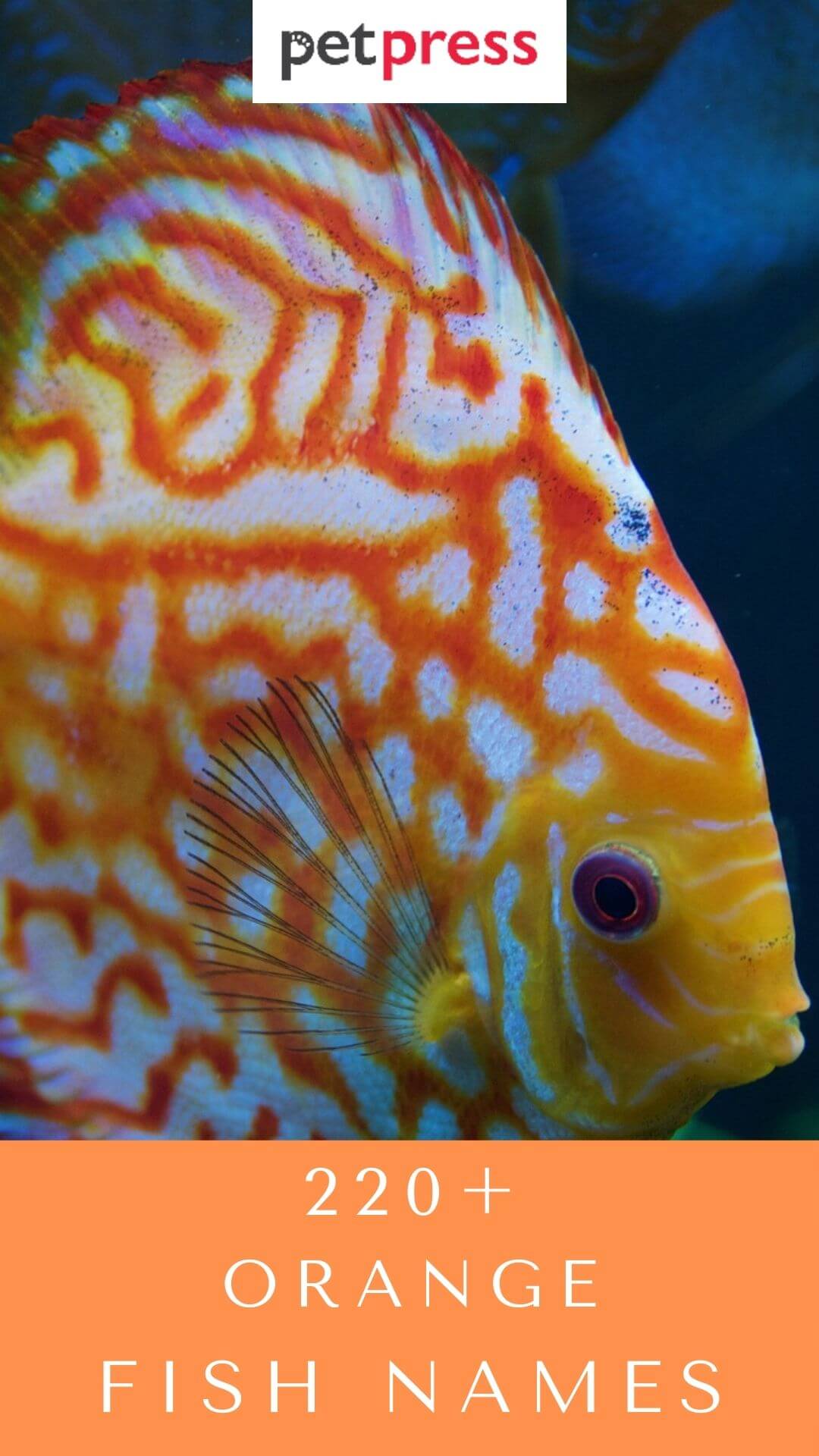 220+ Best Orange Fish Names For Your Orange Pet Fish