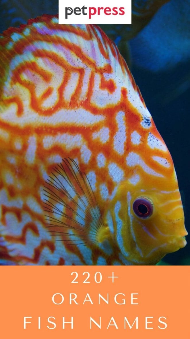220 Best Orange Fish Names For Your Orange Pet Fish 220-best-orange-fish-names-for-your-orange-pet-fish