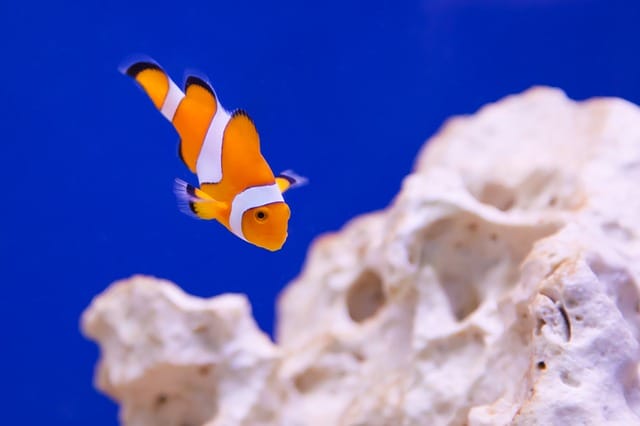 orange-white-fish-names