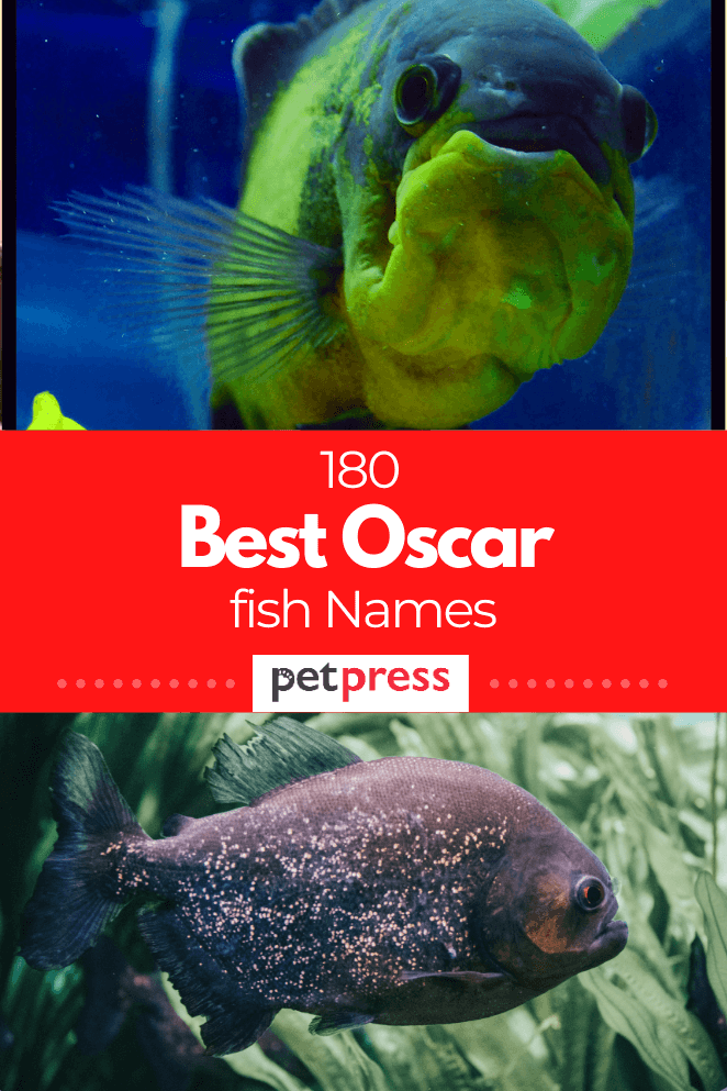 oscar-fish-names