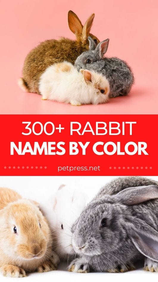 300+ Rabbit Names By Color - Names For Rabbits Based On Color