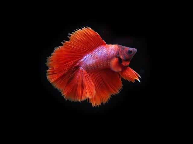 90+ Red Fish Names - Best Fish Name Ideas For Your Red Pet Fish