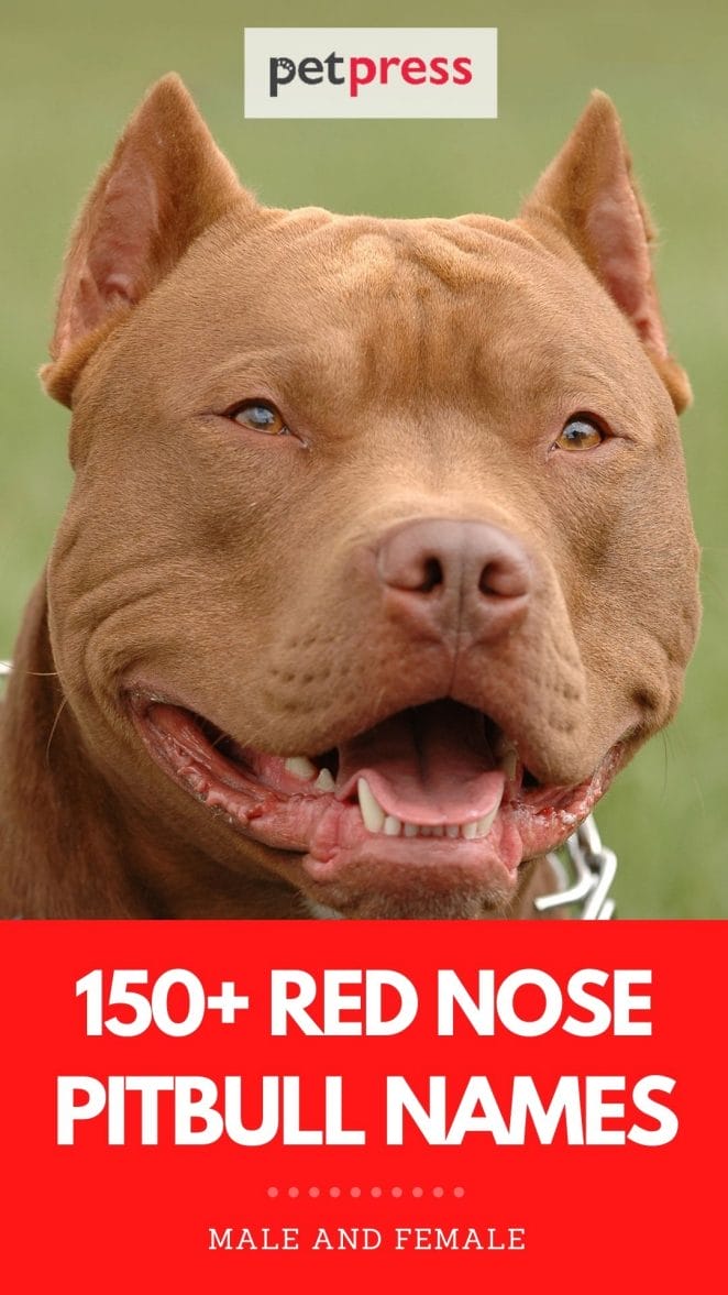 red nose pitbull names