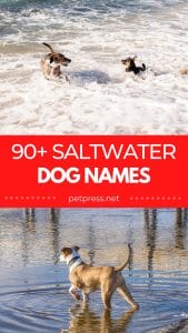 Top 90+ Saltwater Dog Names: Beach and Ocean Inspired Names