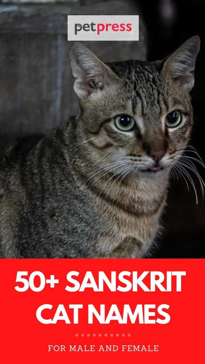sanskrit cat names