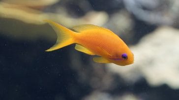 small-tropical-fish-names