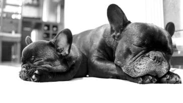 stolen-dogs