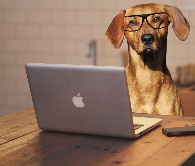 techie-tools-dog