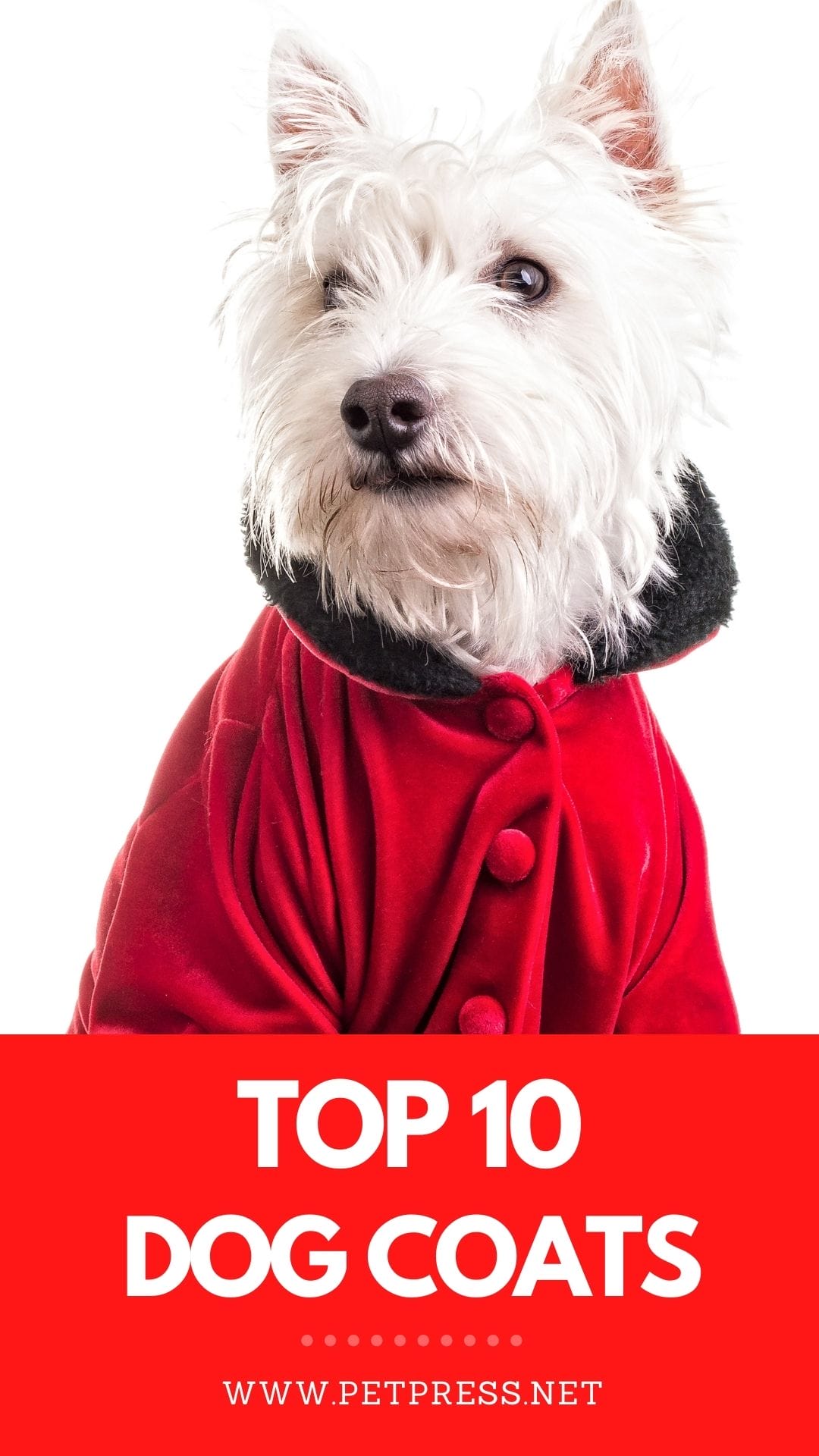 Top 10 Best Dog Coats for Your Pet This Winter Season
