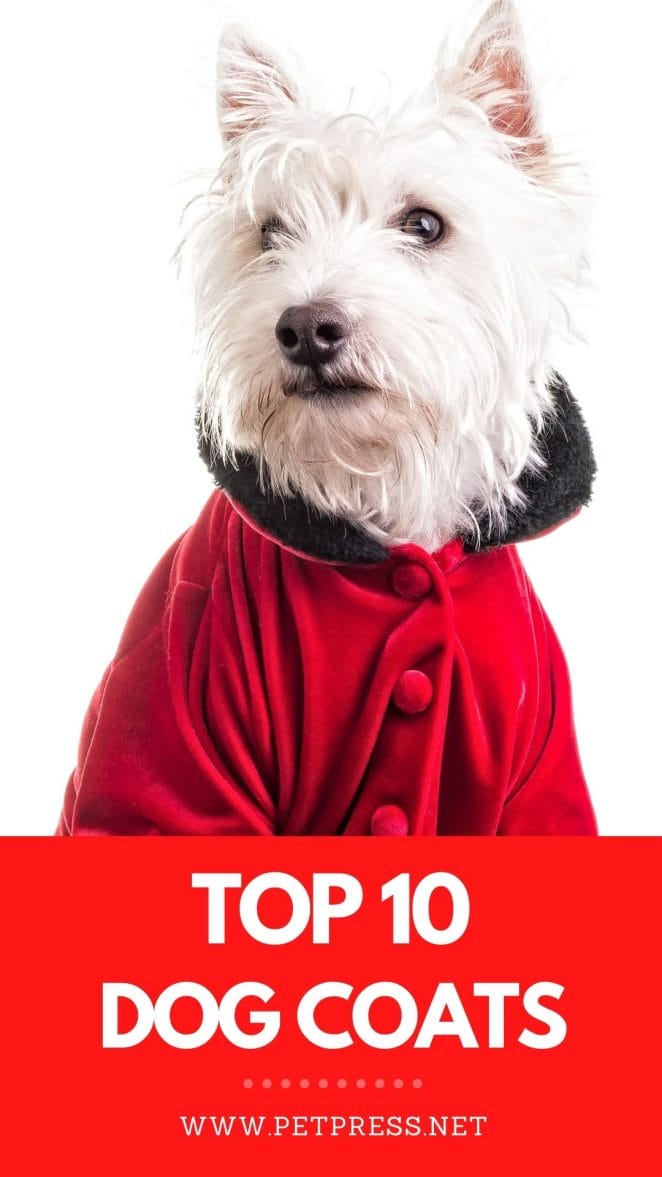 top 10 dog coats