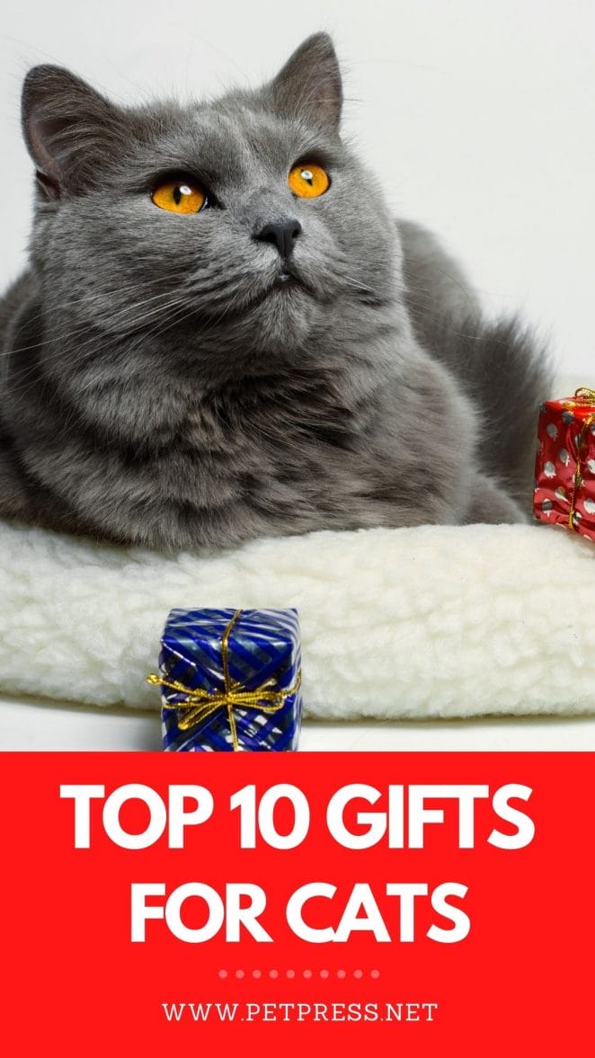 top 10 gifts for cats