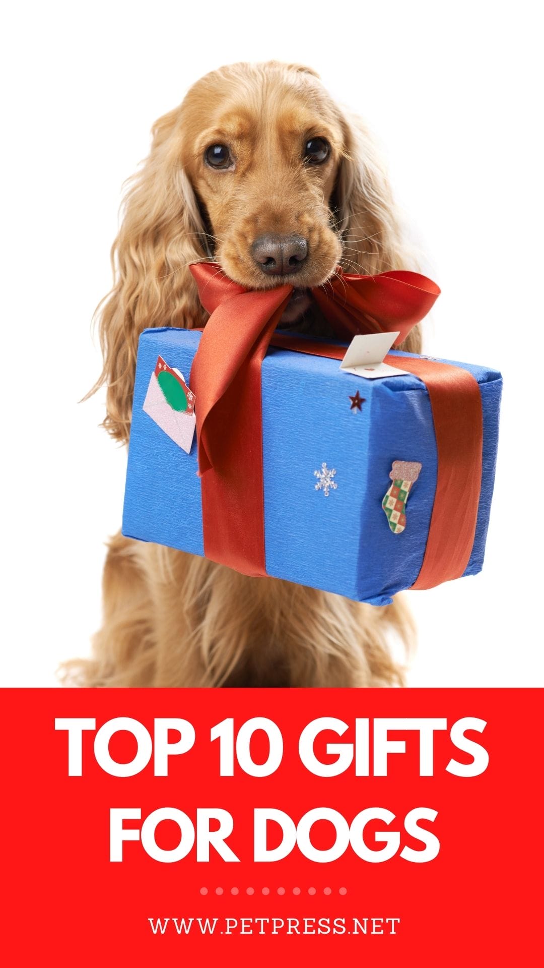 Top 20 Best Gifts for Dog Lovers and Their Dogs Your Holiday Guide