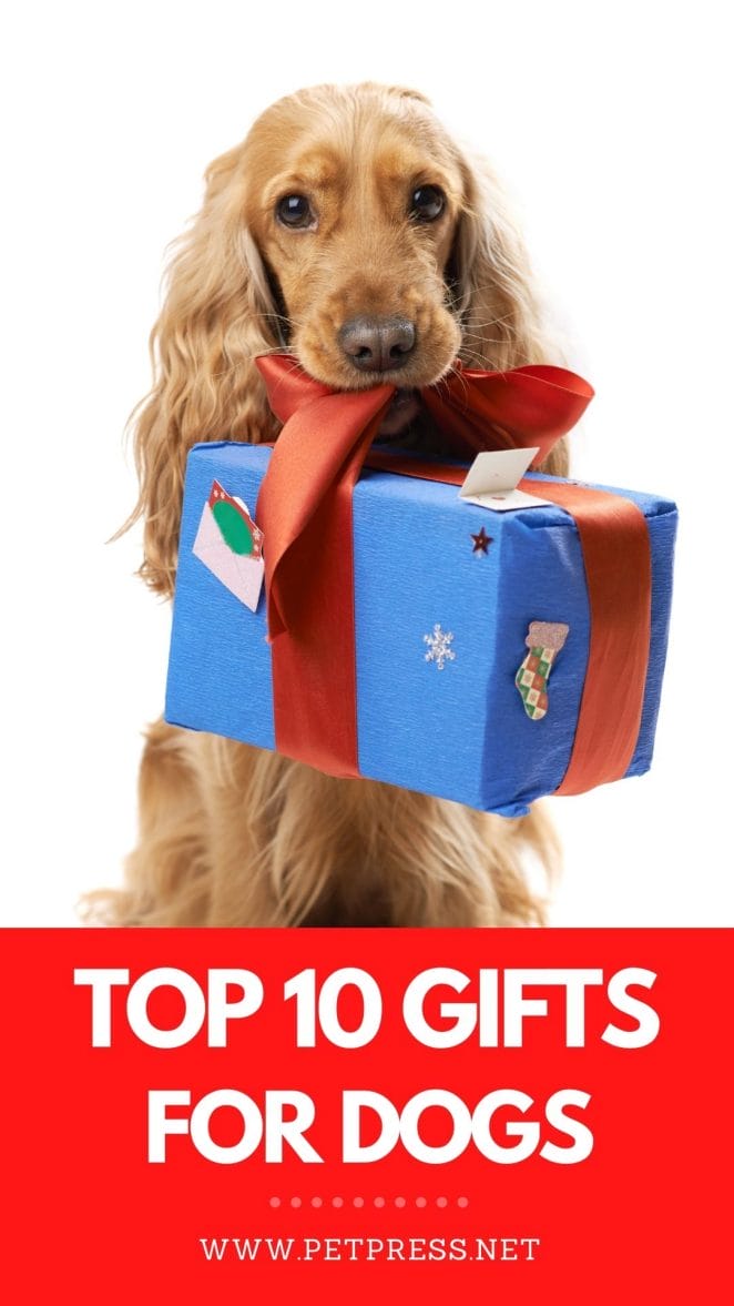 top 10 gifts for dogs